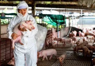 a veterinarian in a white hazmat suit holding a small pig a veterinarian in a white hazmat suit holding a small pig